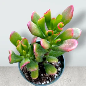 Crassula Ovata Variegated 'ET's Fingers' Jade Succulent Live Plant - Image 3