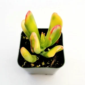 Crassula Ovata Variegated 'ET's Fingers' Jade Succulent Live Plant - Image 4