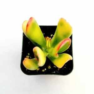 Crassula Ovata Variegated 'ET's Fingers' Jade Succulent Live Plant - Image 5