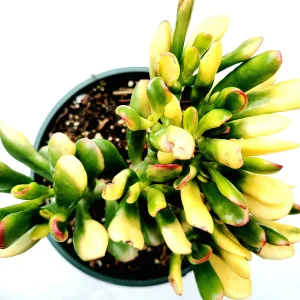 Crassula ovata Variegated 'ET's Fingers' Jade Succulent Plant Live - Image 7