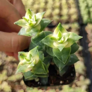 Crassula Perforata String of Buttons Variegata Succulent Live Plant - Image 2