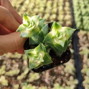 Crassula Perforata String of Buttons Variegata Succulent Live Plant - Image 1