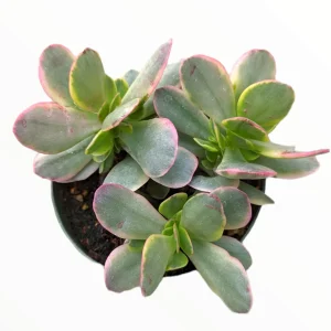 Crassula platyphylla f. Variegata Succulent Live Plant - Drought Tolerant - Image 2