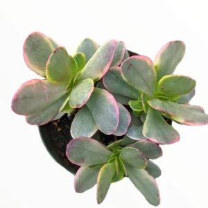 Crassula platyphylla f. Variegata Succulent Live Plant - Drought Tolerant - Image 3