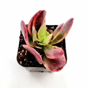 Crassula platyphylla f. Variegata Succulent Live Plant - Drought Tolerant - Image 4