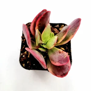 Crassula platyphylla f. Variegata Succulent Live Plant - Drought Tolerant - Image 5