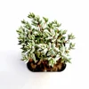 Crassula Pruinosa Succulent Plant - Easy Care, Green, Live Potted Plant - Image 1
