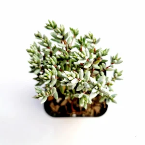 Crassula Pruinosa Succulent Plant - Easy Care, Green, Live Potted Plant - Image 1