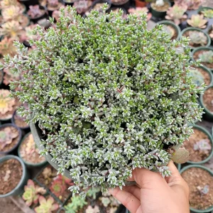 Crassula Pruinosa Succulent Plant - Easy Care, Green, Live Potted Plant - Image 4