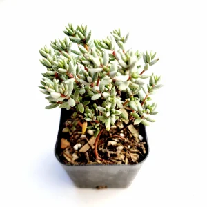 Crassula Pruinosa Succulent Plant - Easy Care, Green, Live Potted Plant - Image 6
