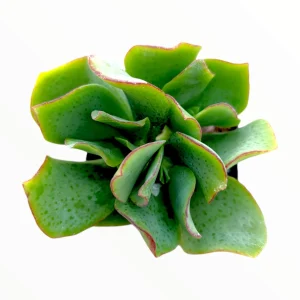 Crassula 'Ripple Jade' Succulent Plant - Live Indoor Houseplant - Image 2