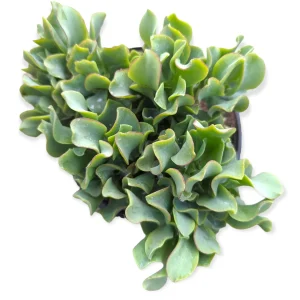 Crassula 'Ripple Jade' Succulent Plant - Live Indoor Houseplant - Image 4
