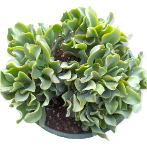 Crassula 'Ripple Jade' Succulent Plant - Live Indoor Houseplant - Image 7