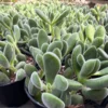 Crassula Rogersii Live Succulent Plant - Rare & Unique - 2 inch Pot - Image 1