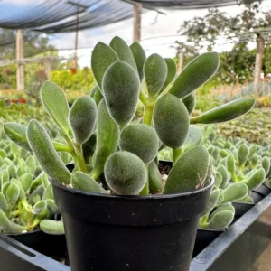 Crassula Rogersii Live Succulent Plant - Rare & Unique - 2 inch Pot - Image 2