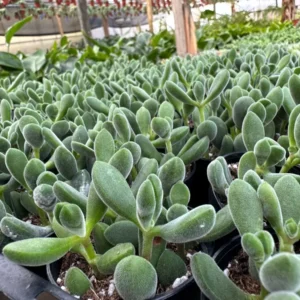 Crassula Rogersii Live Succulent Plant - Rare & Unique - 2 inch Pot - Image 3