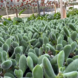 Crassula Rogersii Live Succulent Plant - Rare & Unique - 2 inch Pot - Image 4