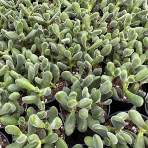 Crassula Rogersii Live Succulent Plant - Rare & Unique - 2 inch Pot - Image 5