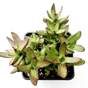 Crassula rubricaulis 'Butterfly Bush' Succulent Live Plant - Drought-Tolerant Crassula - Image 3