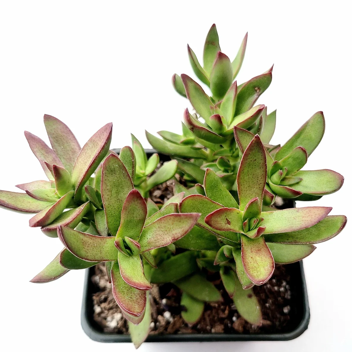 Crassula rubricaulis 'Butterfly Bush' Succulent Live Plant - Drought-Tolerant Crassula - Image 4