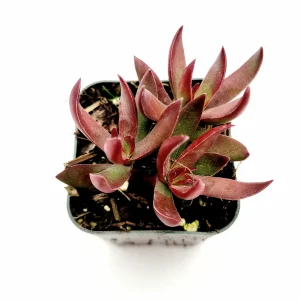 Crassula rubricaulis 'Butterfly Bush' Succulent Plant - Live Succulent - Image 2