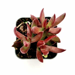 Crassula rubricaulis 'Butterfly Bush' Succulent Plant - Live Succulent - Image 1