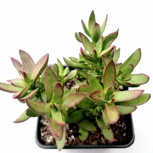 Crassula rubricaulis 'Butterfly Bush' Succulent Plant - Live Succulent - Image 4