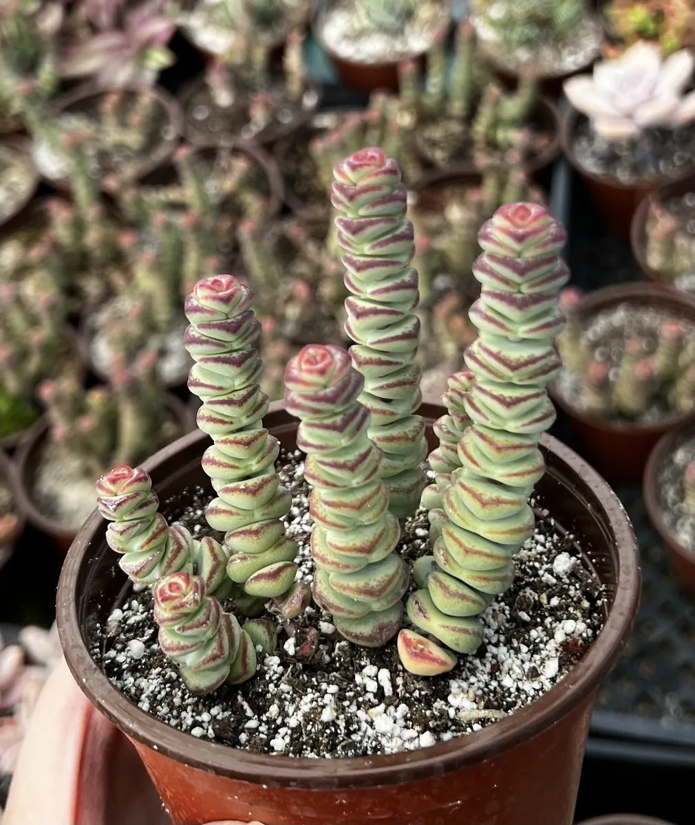 Crassula Rupestris Baby Necklace Live Succulent Plant in 4'' Pot - Image 1