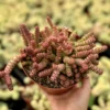 Crassula Rupestris Baby Necklace Succulent Live Plant - 2, 4, 6 inch pot options - Image 1
