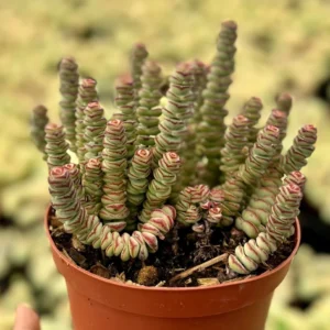 Crassula Rupestris Baby Necklace Succulent Live Plant - 2, 4, 6 inch pot options - Image 2