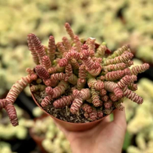 Crassula Rupestris Baby Necklace Succulent Live Plant - 2, 4, 6 inch pot options - Image 1