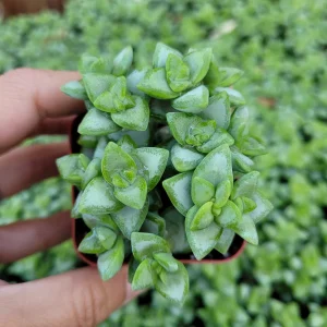 Crassula rupestris 'Rosary Vine' Succulent Live Plant - Triangular Leaves - Image 1