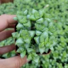 Crassula Rupestris 'Rosary Vine' Succulent Live Plant - Indoor/Outdoor - Image 1