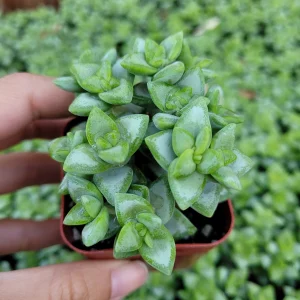 Crassula Rupestris 'Rosary Vine' Succulent Live Plant - Indoor/Outdoor - Image 2