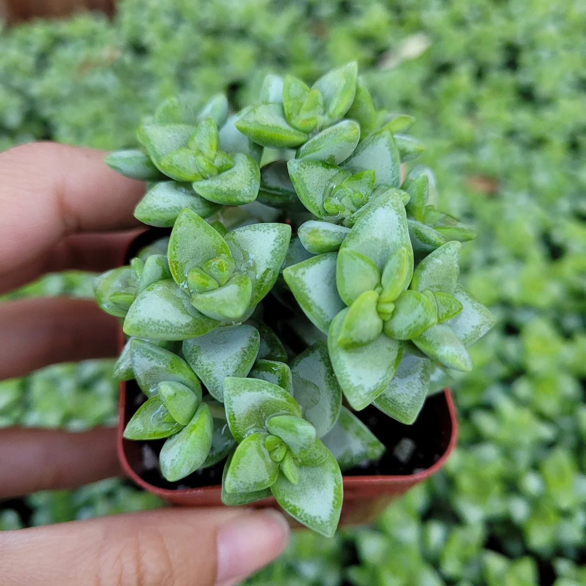 Crassula Rupestris 'Rosary Vine' Succulent Live Plant - Indoor/Outdoor - Image 2