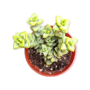 Crassula Rupestris 'Rosary Vine' Succulent Live Plant - Indoor/Outdoor - Image 3