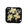 Crassula rupestris var. monticola Succulent Plant Live - Drought Tolerant - Image 1