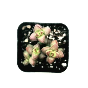Crassula rupestris var. monticola Succulent Plant Live - Drought Tolerant - Image 1