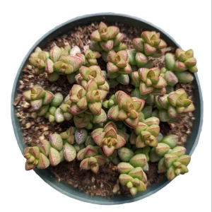 Crassula rupestris var. monticola Succulent Plant Live - Drought Tolerant - Image 6