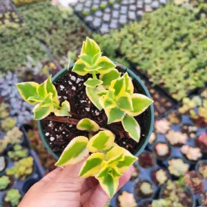 Crassula sarmentosa 'Comet' Variegata Succulent Live Plant - Green & Yellow - Image 4