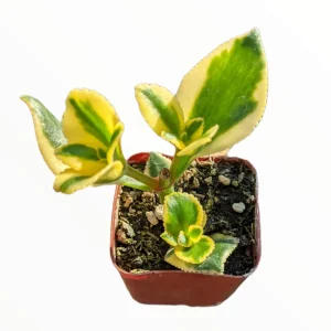 Crassula sarmentosa 'Comet' Variegata Succulent Live Plant - Green & Yellow - Image 6