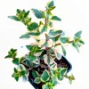 Crassula sarmentosa 'Comet' Variegata Succulent Plant - Green & Yellow Foliage - Image 1