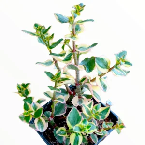 Crassula sarmentosa 'Comet' Variegata Succulent Plant - Green & Yellow Foliage - Image 2