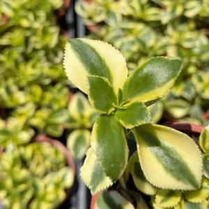 Crassula Sarmentosa Comet Variegated Live Succulent Plant - 4 inch Pot - Image 2