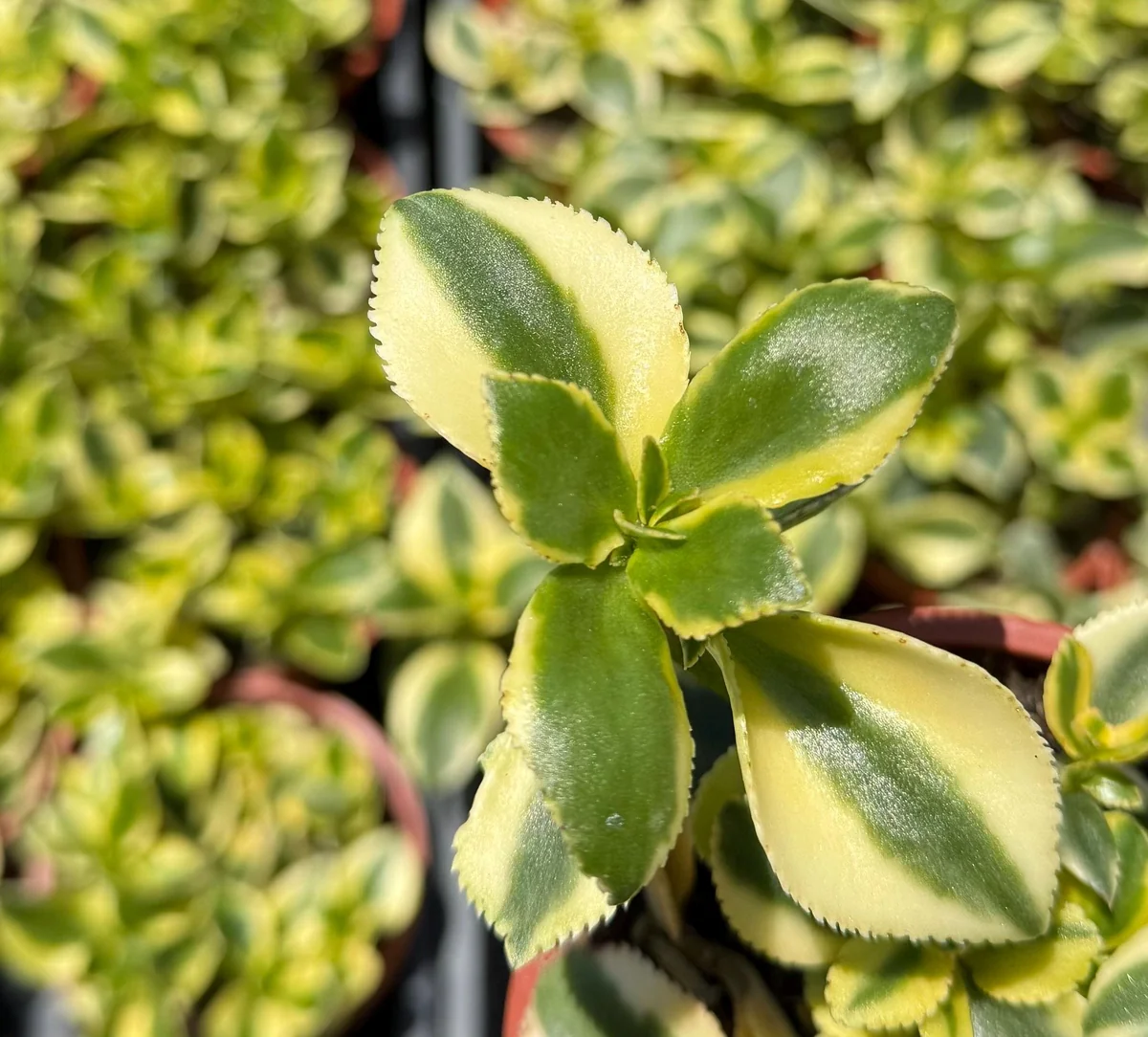 Crassula Sarmentosa Comet Variegated Live Succulent Plant - 4 inch Pot - Image 2