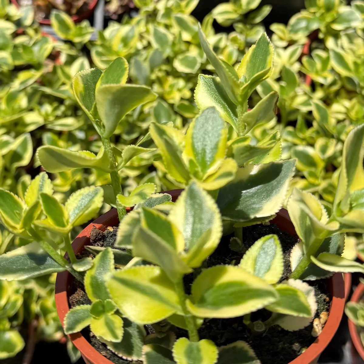 Crassula Sarmentosa Comet Variegated Live Succulent Plant - 4 inch Pot - Image 3