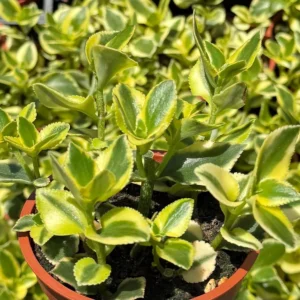 Crassula Sarmentosa Comet Variegated Live Succulent Plant - 4 inch Pot - Image 1