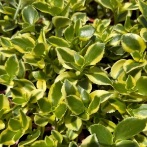 Crassula Sarmentosa Comet Variegated Live Succulent Plant - 4 inch Pot - Image 4