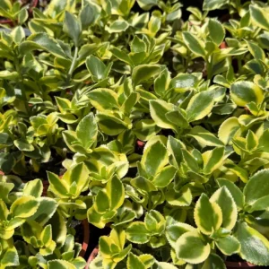 Crassula Sarmentosa Comet Variegated Live Succulent Plant - 4 inch Pot - Image 5