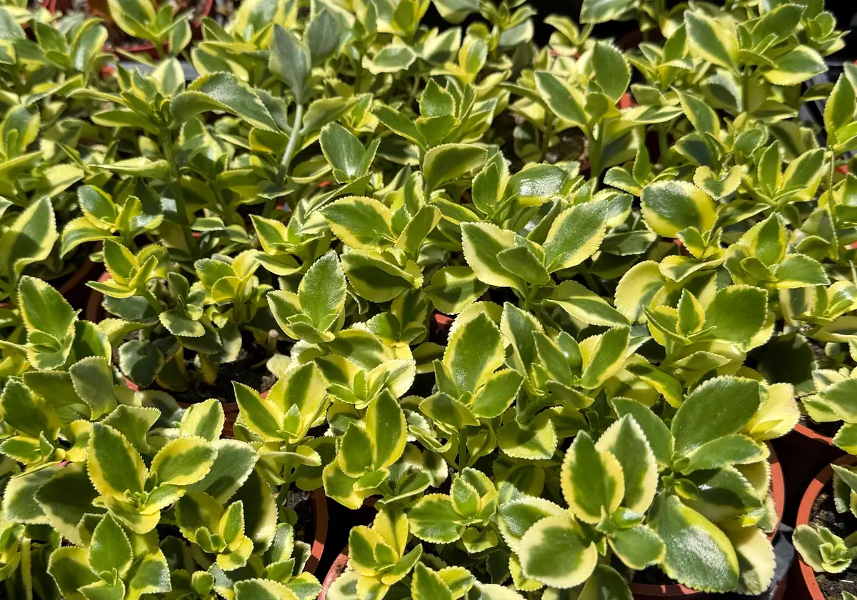 Crassula Sarmentosa Comet Variegated Live Succulent Plant - 4 inch Pot - Image 5